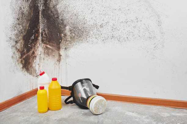 Best Industrial Mold Remediation in Woodville, AL