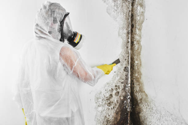Best Residential Mold Remediation in Woodville, AL