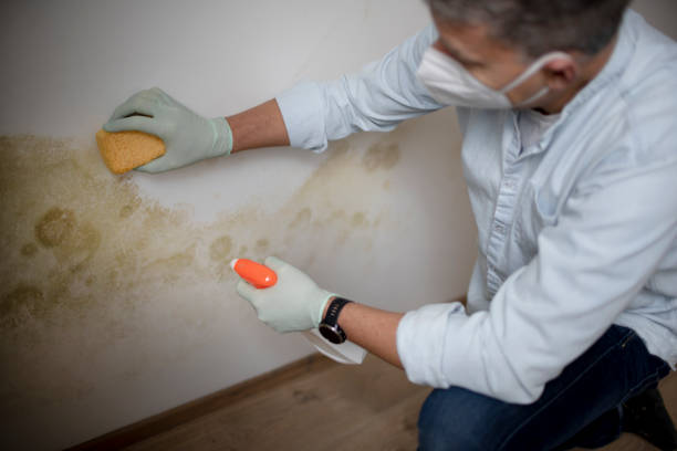 Best Emergency Mold Remediation in Woodville, AL