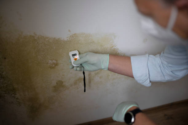 Best Black Mold Remediation in Woodville, AL