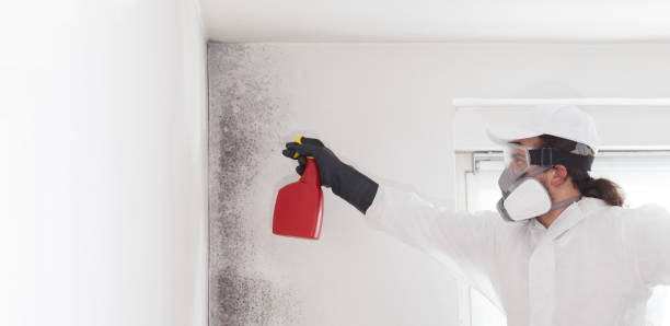 Best Attic Mold Remediation in Woodville, AL