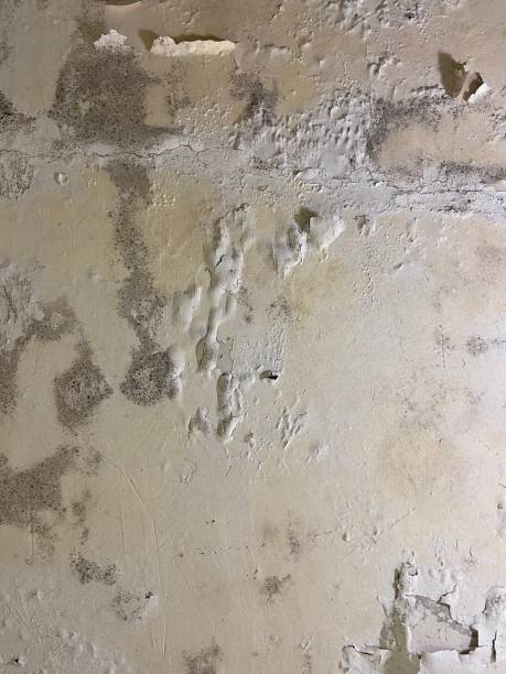 Best Kitchen Mold Remediation in Woodville, AL