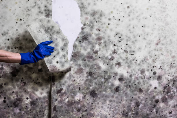 Best Residential Mold Remediation in Woodville, AL