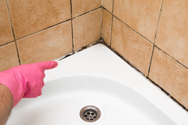 Best Mold Testing and Inspection Services in Woodville, AL
